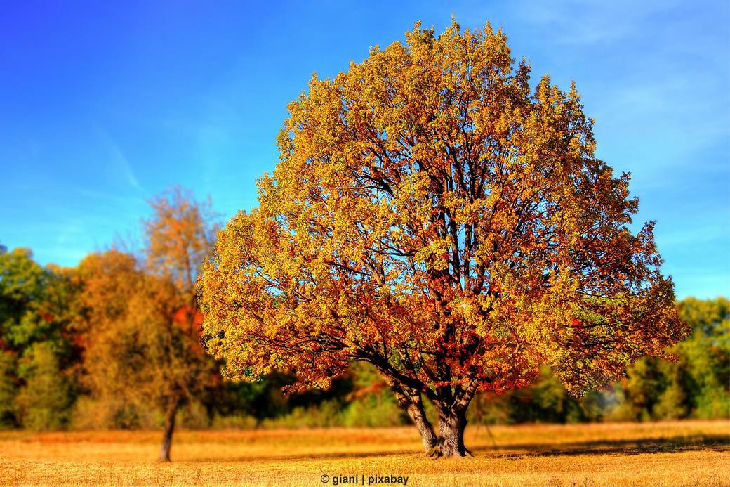 Südpark