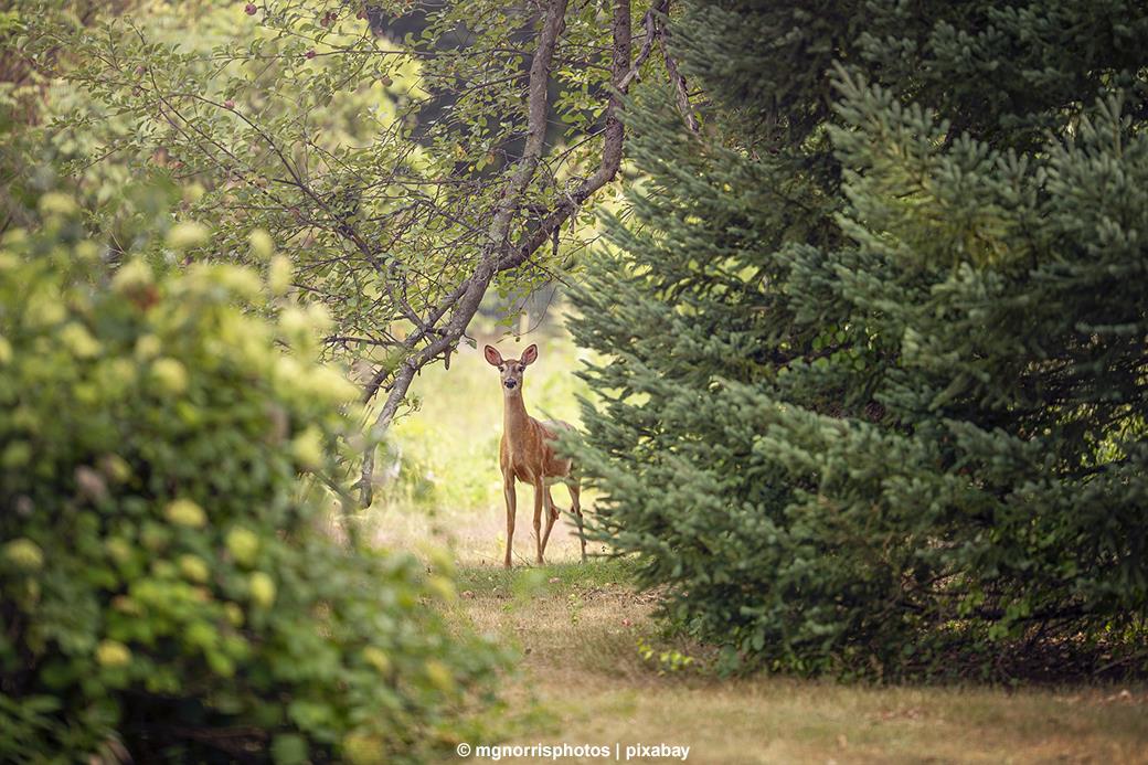 Wildpark Poing